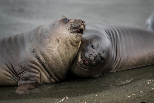 View of two elephant seals interacting on the sandy beach at Gold Harbour South Georgia and the South Sandwich Islands. View of two elephant seals interacting on the sandy beach at Gold Harbour South Georgia and the South Sandwich Islands.