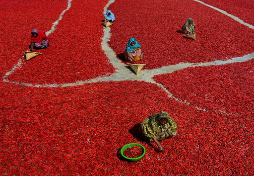Bogura Bangladesh 12 February 2017 View of women in colorful saris sorting and drying red chili peppers on a vast red carpet under the sun. Bogura Bangladesh 12 February 2017 View of women in colorful saris sorting and drying red chili peppers on a vast red carpet under the sun.