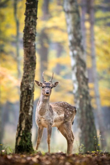 View of a young fallow deer standing in a forest with birch trees and autumn foliage in Debrzno Pomeranian Voivodeship Poland. View of a young fallow deer standing in a forest with birch trees and autumn foliage in Debrzno Pomeranian Voivodeship Poland.