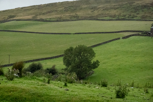 View of the Yorkshire Dales landscape featuring rolling green hills traditional dry stone walls and a solitary tree under an overcast sky in Hawes England United Kingdom. View of the Yorkshire Dales landscape featuring rolling green hills traditional dry stone walls and a solitary tree under an overcast sky in Hawes England United Kingdom.