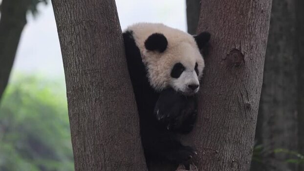 View of a giant panda resting in a tree in China. View of a giant panda resting in a tree in China.