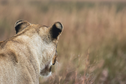 View of a lioness looking out over the dry savanna grass in Welgevonden Game Reserve Waterberg District Municipality Limpopo South Africa.