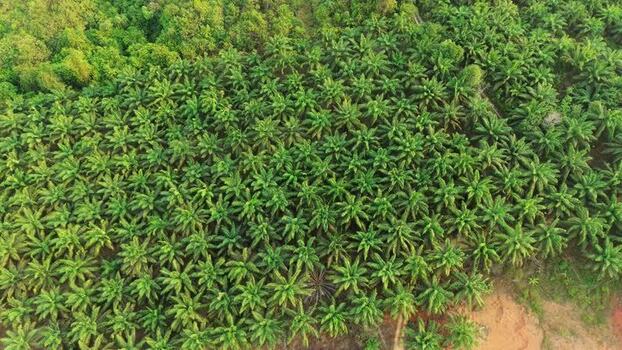 Aerial view of oil palm plantation in Indonesia. Aerial view of oil palm plantation in Indonesia.