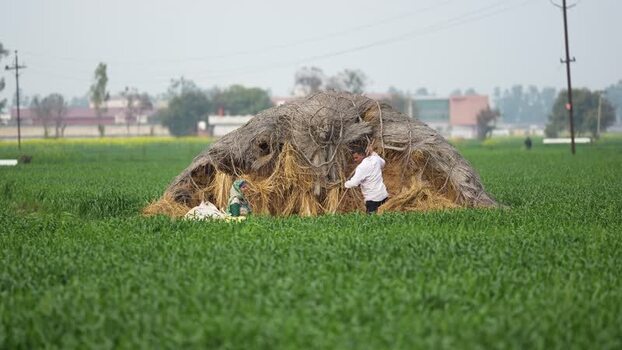 View of farmers working on a haystack in a green field India.