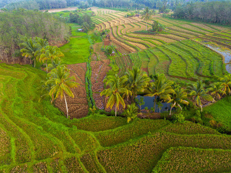 Aerial view of Kemumu rice terraces surrounded by lush palm trees and agricultural fields in Arma Jaya Bengkulu Indonesia. Aerial view of Kemumu rice terraces surrounded by lush palm trees and agricultural fields in Arma Jaya Bengkulu Indonesia.