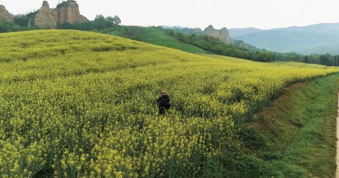 Aerial view of a person in a yellow field by Balze del Valdarno Italy. Aerial view of a person in a yellow field by Balze del Valdarno Italy.