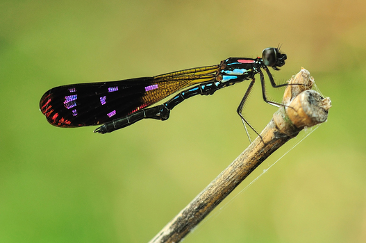 A colorful damselfly with iridescent purple wing patches perched on a dry twig against a soft green background in Salatiga Central Java Indonesia.