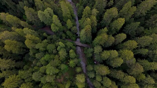 Aerial view of a redwood forest and stream United States. Aerial view of a redwood forest and stream United States.