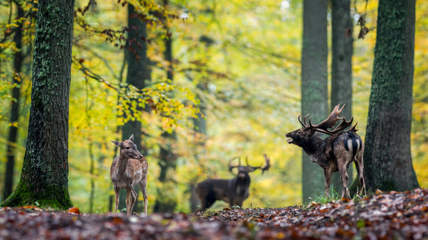 View of fallow deer in an autumn forest with colorful fallen leaves and tall trees in Debrzno Pomeranian Voivodeship Poland.