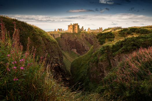 View of the ruins of Dunnottar Castle perched on a cliff edge with lush green hills and pink wildflowers in the foreground Scotland.