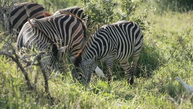 View of zebras grazing in Kruger National Park South Africa.
