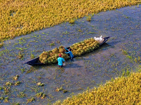 Kishoreganj Bangladesh March 05 2026 Flood affected farmers harvest half submerged Boro paddy in waist deep water racing to save crops as rising haor waters threaten total loss. Kishoreganj Bangladesh March 05 2026 Flood affected farmers harvest half submerged Boro paddy in waist deep water racing to save crops as rising haor waters threaten total loss.