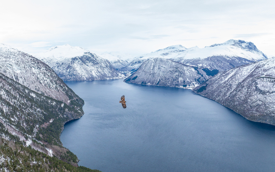 Aerial view of an eagle soaring over the deep blue waters of a Norwegian fjord surrounded by snow capped mountains in More og Romsdal Norway.