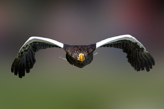 View of a majestic Steller s sea eagle in flight with its wings spread wide against a soft blurred background in Selestat Grand Est France.