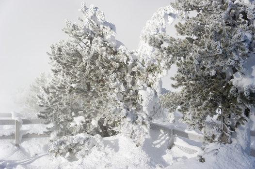 View of snow covered pine trees heavily coated in rime ice behind a wooden fence in Yellowstone National Park Wyoming United States. View of snow covered pine trees heavily coated in rime ice behind a wooden fence in Yellowstone National Park Wyoming United States.