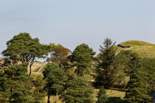 View of Vindolanda Roman fort ruins and stone walls stretching across rolling green hills behind a dense cluster of trees Hexham England United Kingdom. View of Vindolanda Roman fort ruins and stone walls stretching across rolling green hills behind a dense cluster of trees Hexham England United Kingdom.