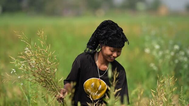 View of a woman harvesting crops in a field in Dang Nepal.