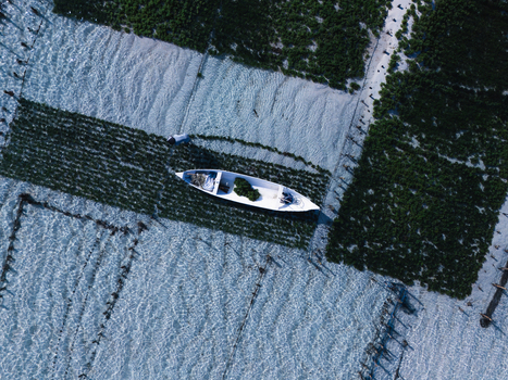 Aerial view of a solitary white boat adrift amidst the textured greens and blues of seaweed farms Lembongan Bali Indonesia. Aerial view of a solitary white boat adrift amidst the textured greens and blues of seaweed farms Lembongan Bali Indonesia.