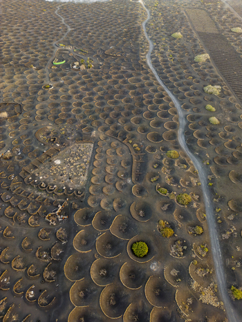 Aerial view of the volcanic ash pits and vineyards of La Geria with stone walls and green vines in Lanzarote Canarias Spain. Aerial view of the volcanic ash pits and vineyards of La Geria with stone walls and green vines in Lanzarote Canarias Spain.