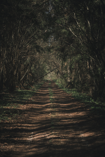 View of a dirt road winding through a dense forest with tall trees and dappled sunlight on the ground in Vormsi Laane County Estonia.