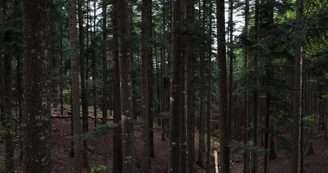 Aerial view of dense fir forest with tall tree trunks in Vallombrosa Italy. Aerial view of dense fir forest with tall tree trunks in Vallombrosa Italy.
