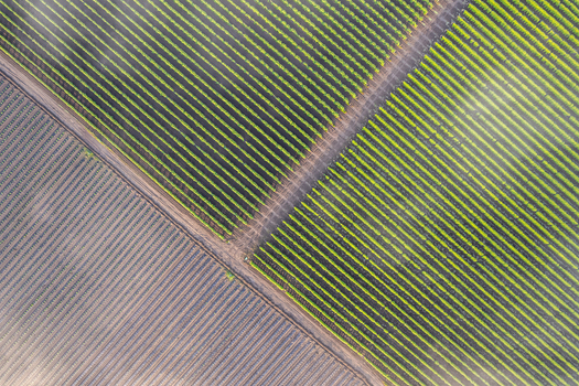 Aerial view of neatly arranged rows of green crops and tilled soil divided by dirt paths under a light morning mist Alderton Washington United States. Aerial view of neatly arranged rows of green crops and tilled soil divided by dirt paths under a light morning mist Alderton Washington United States.