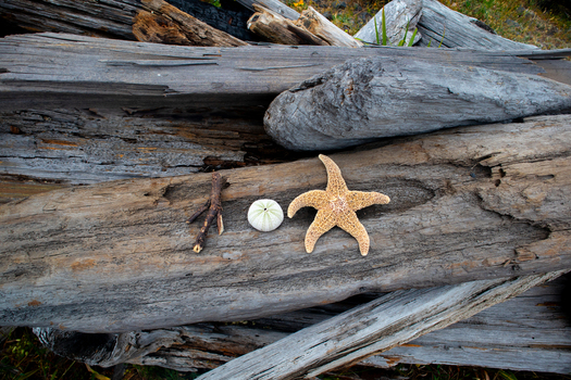 View of a starfish sea urchin shell and a small twig resting on weathered driftwood logs along the Lost Coast Humboldt County California United States.