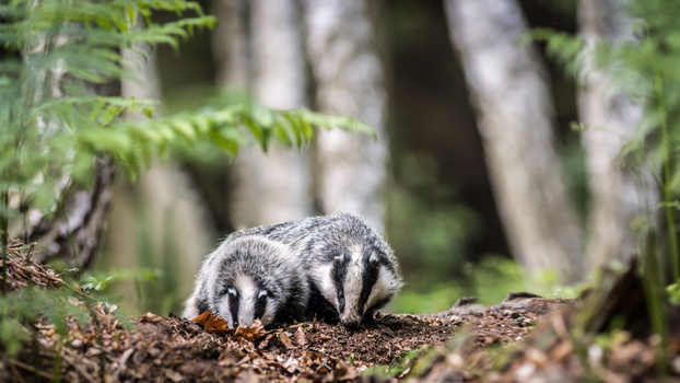 View of two badgers foraging on the forest floor surrounded by ferns and trees in Debrzno Pomeranian Voivodeship Poland.