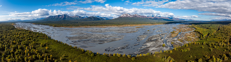 Aerial view of the Chulitna River with braided channels flowing through a vast landscape of autumn forests and mountains under a blue sky in Matanuska Susitna Borough Alaska United States.