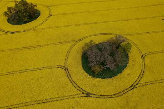 Aerial view of vibrant yellow oilseed rape fields featuring circular islands of trees and distinct tractor tracks in Nairn Scotland United Kingdom. Aerial view of vibrant yellow oilseed rape fields featuring circular islands of trees and distinct tractor tracks in Nairn Scotland United Kingdom.