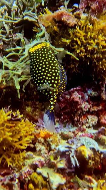 View of a yellow spotted boxfish swimming in Bali Indonesia. View of a yellow spotted boxfish swimming in Bali Indonesia.