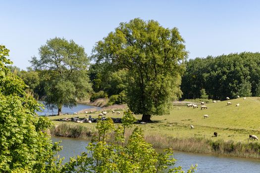 View of sheep grazing on a lush green meadow by the water in Hooksiel Wangerland Niedersachsen Germany. View of sheep grazing on a lush green meadow by the water in Hooksiel Wangerland Niedersachsen Germany.