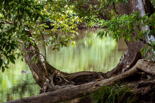 View of a tranquil river flowing through a lush tropical forest in Costa Rica featuring intricate tree roots extending into the calm water and dense green foliage.