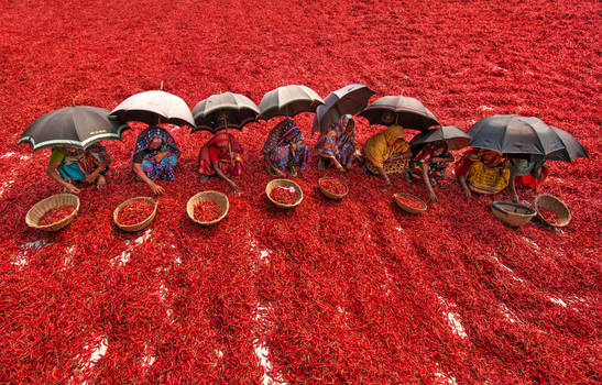 Bogura Bangladesh 13 March 2018 View of women workers sitting under umbrellas while sorting red chilies in a vast drying field. Bogura Bangladesh 13 March 2018 View of women workers sitting under umbrellas while sorting red chilies in a vast drying field.