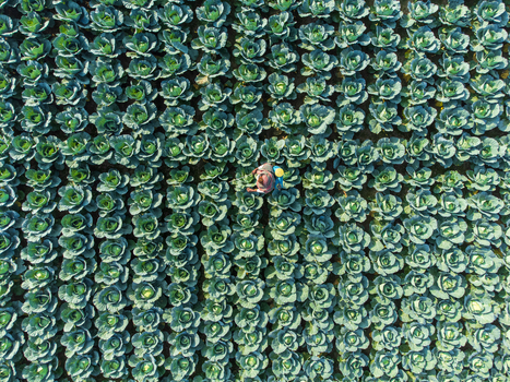Joypurhat Bangladesh 09 December 2022 Aerial view of a farmer working in a lush cabbage field with neat rows of green vegetables under bright sunlight.