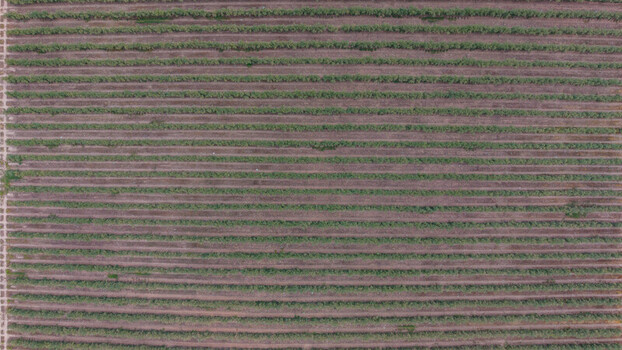 Aerial view of neatly planted agricultural crop rows stretching across the landscape in Talayuela Extremadura Spain. Aerial view of neatly planted agricultural crop rows stretching across the landscape in Talayuela Extremadura Spain.