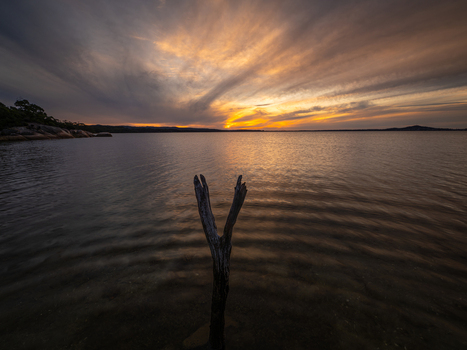 View of a weathered tree branch rising from the calm water at sunset with a vibrant sky over the Vancouver Peninsula Western Australia Australia. View of a weathered tree branch rising from the calm water at sunset with a vibrant sky over the Vancouver Peninsula Western Australia Australia.