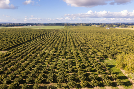 Aerial view of a vast hazelnut farm with neatly planted rows of trees stretching across the landscape under a blue sky with scattered clouds in Woodburn Oregon United States. Aerial view of a vast hazelnut farm with neatly planted rows of trees stretching across the landscape under a blue sky with scattered clouds in Woodburn Oregon United States.