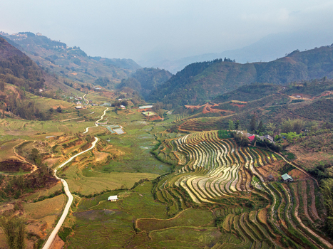 Aerial view of lush green rice terraces carved into the rolling hills with a winding dirt road leading through the valley in Vietnam. Aerial view of lush green rice terraces carved into the rolling hills with a winding dirt road leading through the valley in Vietnam.