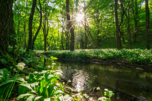 View of Hrudky stream flowing through a lush green forest with sunbeams filtering through the canopy Plavecky Peter Trnavsky kraj Slovakia. View of Hrudky stream flowing through a lush green forest with sunbeams filtering through the canopy Plavecky Peter Trnavsky kraj Slovakia.