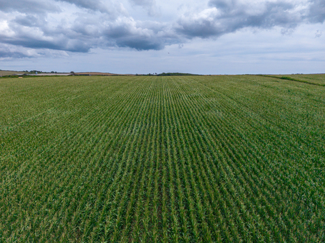 Aerial view of a vast green cornfield with rows of crops under a cloudy sky in the rural landscape Looe Cornwall United Kingdom. Aerial view of a vast green cornfield with rows of crops under a cloudy sky in the rural landscape Looe Cornwall United Kingdom.
