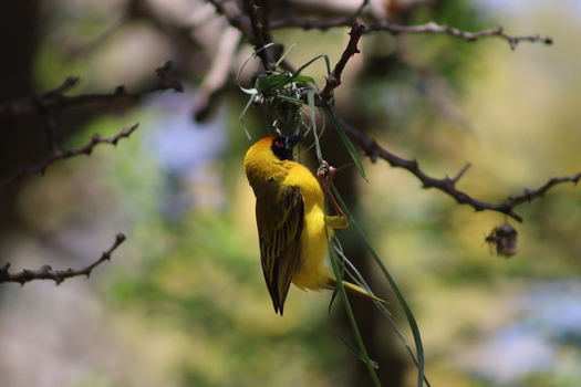 View of a Southern Masked Weaver bird weaving grass to build its nest on a branch at Finfoot Lake Reserve By Dream Resorts in Bojating North West South Africa.