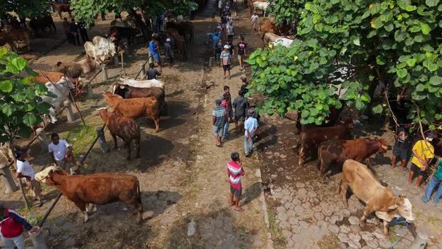 Aerial view of Animal Market Prambanan with cattle Indonesia. Aerial view of Animal Market Prambanan with cattle Indonesia.