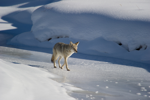 View of a coyote walking across a frozen snow covered landscape in Yellowstone National Park Wyoming United States. View of a coyote walking across a frozen snow covered landscape in Yellowstone National Park Wyoming United States.