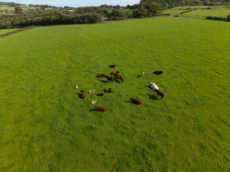 Aerial view of a herd of cattle grazing and resting in a lush green pasture in the countryside of Lisburn Northern Ireland United Kingdom. Aerial view of a herd of cattle grazing and resting in a lush green pasture in the countryside of Lisburn Northern Ireland United Kingdom.