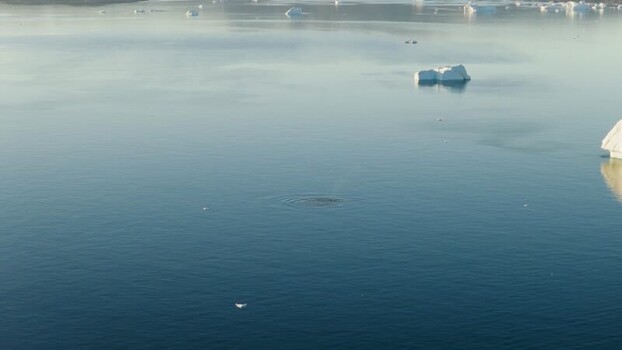 Aerial view of a whale surfacing among icebergs in Greenland. Aerial view of a whale surfacing among icebergs in Greenland.
