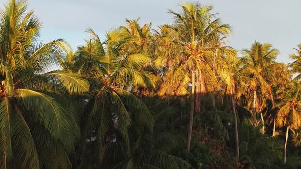 Aerial view of lush palm trees at sunset Maldives.