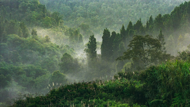 Aerial view of misty tropical rainforest with dense green foliage and fog rising through the trees in the morning light Sukabumi West Java Indonesia. Aerial view of misty tropical rainforest with dense green foliage and fog rising through the trees in the morning light Sukabumi West Java Indonesia.