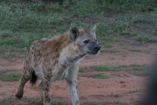 View of a spotted hyena walking across the dry terrain at Tumbeta Private Game Reserve in Thabazimbi Limpopo South Africa.
