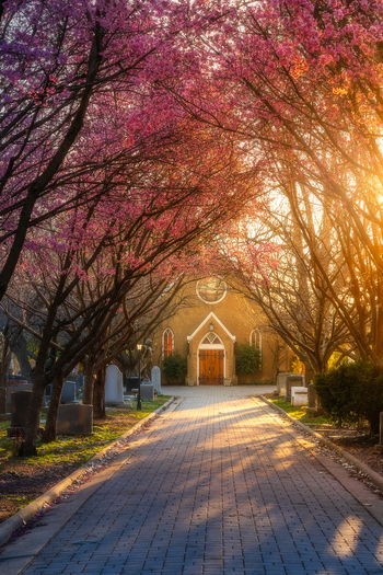 View of Congressional Cemetery with blooming cherry blossom trees framing a path toward a historic chapel during golden hour in Washington District of Columbia United States. View of Congressional Cemetery with blooming cherry blossom trees framing a path toward a historic chapel during golden hour in Washington District of Columbia United States.